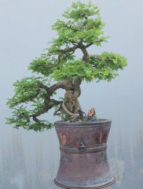 Tamarind tree