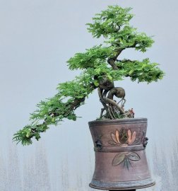 Tamarind tree