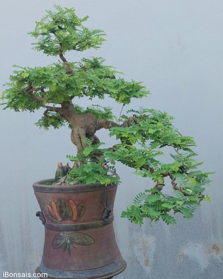 Tamarind tree
