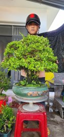 Hải châu sông cầu lá đẹp