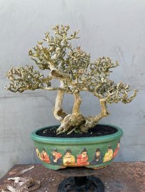 Antidesma acidum tree