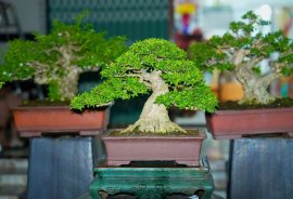 Bonsai mai chiếu thủy