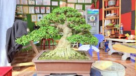 Bonsai mai chiếu thủy
