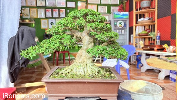 Bonsai mai chiếu thủy