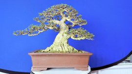 Bonsai mai chiếu thủy