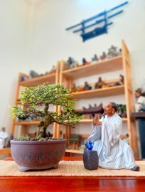 Giao lưu Sơn Liễu bàn trà zin chậu già cây ấm tàn... 1800k