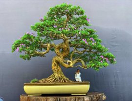 Bonsai Linh sam co quái!
