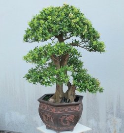 Scopolia nana tree full flowers