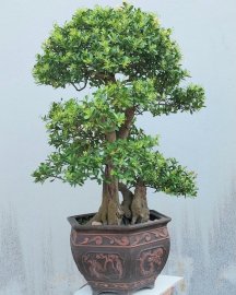 Scopolia nana tree full flowers