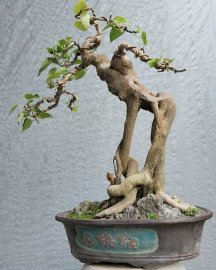 Bồ đề mini Bình Định