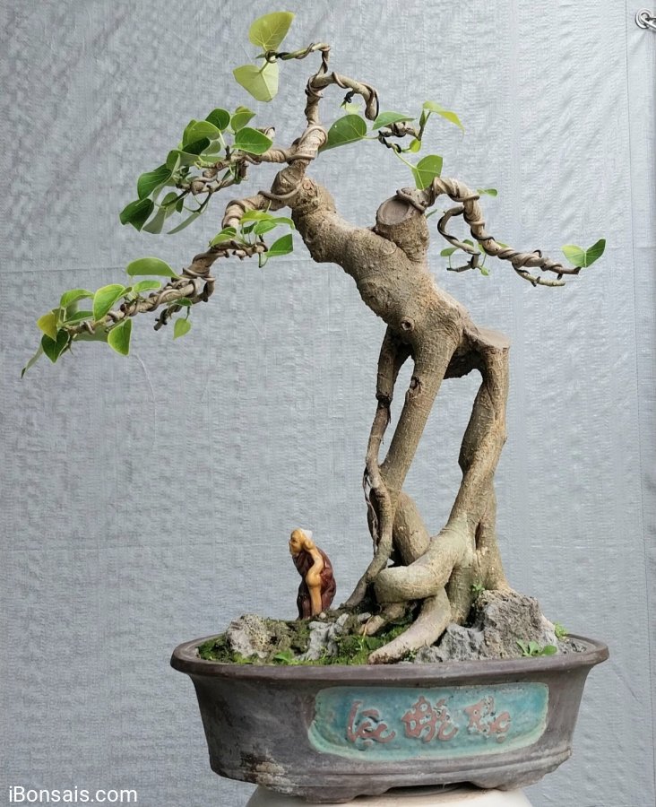 Bồ đề mini Bình Định