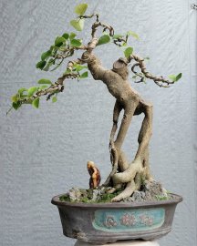 Bồ đề mini Bình Định