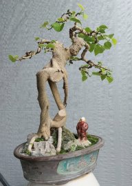 Bồ đề mini Bình Định
