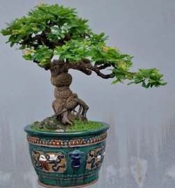 Me Thái đọt đỏ Bình Định