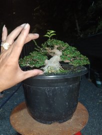 Bonsai mai chiếu thủy