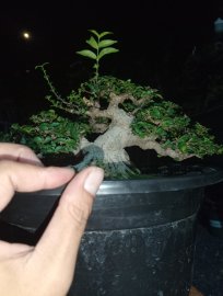 Bonsai mai chiếu thủy