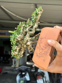 Antidesma acidum mountain tree
