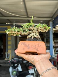 Antidesma acidum mountain tree