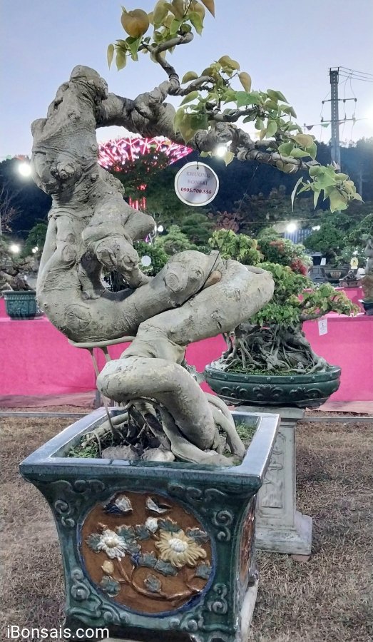 Bodhi bonsai tree artwork