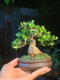 Scopolia nana mini tree 