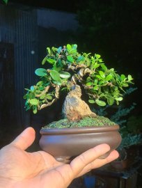 Scopolia nana mini tree 
