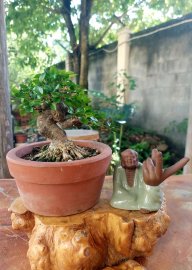 Mai chiếu thủy mini