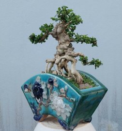 Sam trái mini
