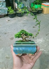 Sam hương mini