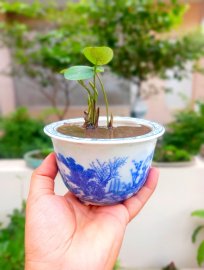 Sen Nhật mini duyên......vài bữa nở hoa...