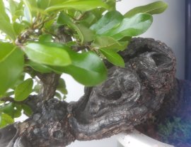 Em Cẩm Thị mini cầm tay ít gặp...
