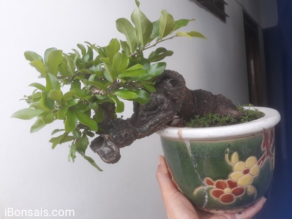 Em Cẩm Thị mini cầm tay ít gặp...