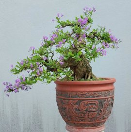 Desmodium unifoliatum bonsai tree