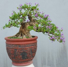 Linh sam hoa tím