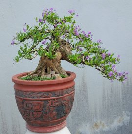Desmodium unifoliatum bonsai tree