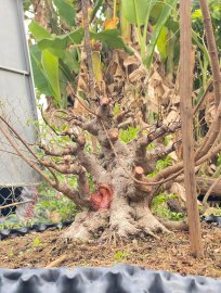 Water Jasmine tree