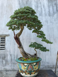 Linh sam tông cao