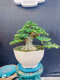 Wrightia religiosa bonsai tree