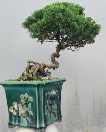 Shimpaku tree
