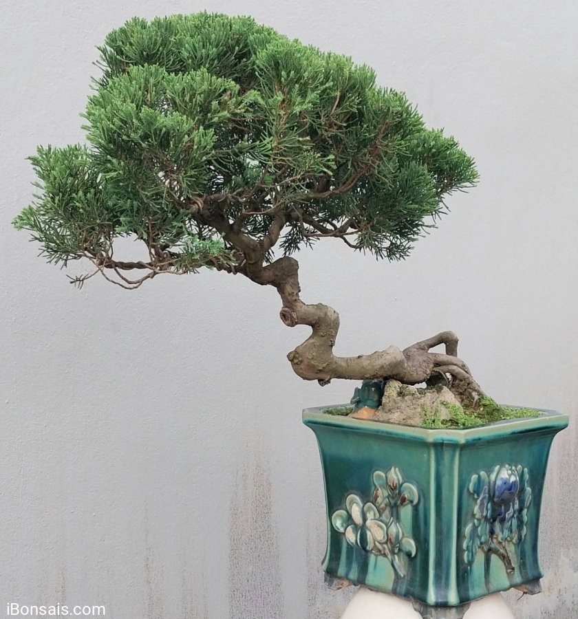 Shimpaku tree