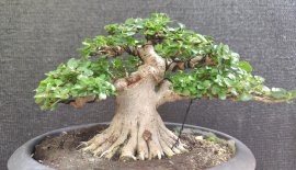 Premna indo tree