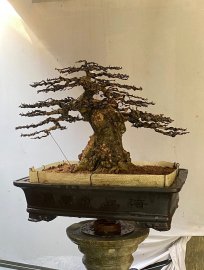 Lão mai da đen lá lớn 