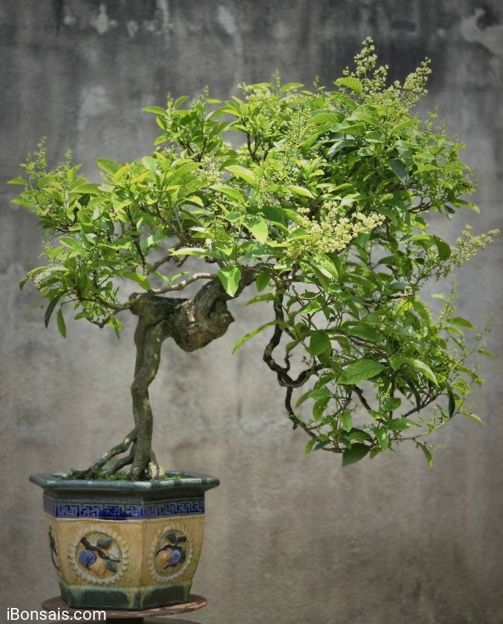 Có 1 chiều chiều Xuân như thế!