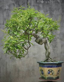 Có 1 chiều chiều Xuân như thế!