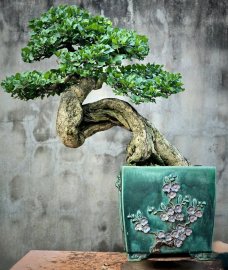 Cây Găng trắng tạo tác lâu năm nghệ thuật