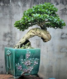 Cây Găng trắng tạo tác lâu năm nghệ thuật