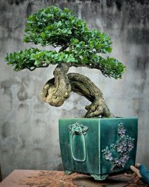 Cây Găng trắng tạo tác lâu năm nghệ thuật