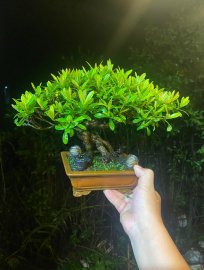 Trang Bonsai