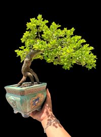 Scopolia nana tree 
