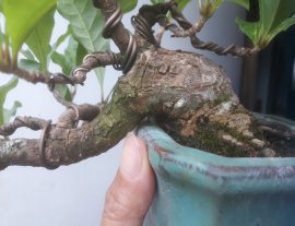 Red Barringtonia mini tree