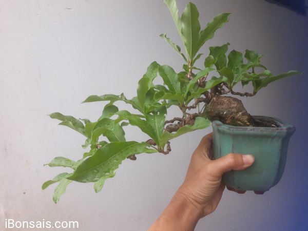 Red Barringtonia mini tree